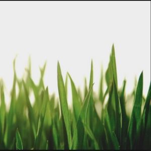 Meet your Posher, Papa grass